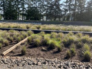 View of the Biofiltration Pond at Port of Olympia's stormwater treatment facility.
