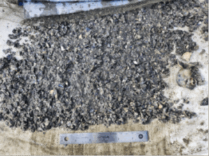 An up-close photo of mud and debris from a sediment sample taken from East Bay of Budd Inlet