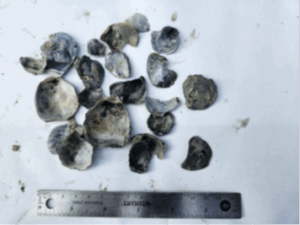 Fragments of oyster shells collected during the Budd Inlet sediment sampling project.