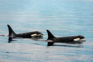 Two orca whales swimming